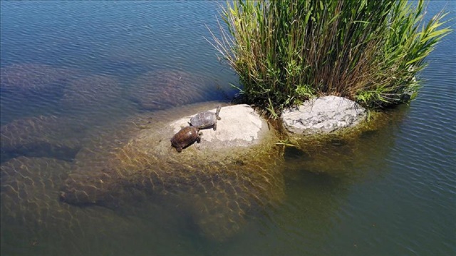 Increasing water pollution and garbage, however, are still posing threat to large sea reptile