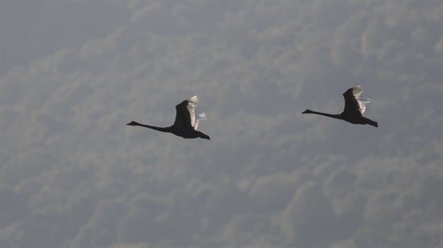 Türkiye'de sadece Karacabey Longozu'nda gözüken kuş bu yıl iki birey olarak görüldü. 