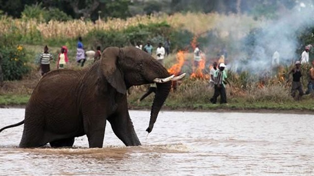 Yasa dışı avlanmaya çalışan 19 kişi, fillerin saldırısında hayatını kaybetti.
