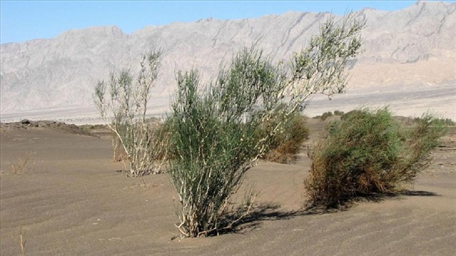 موريتانيا تعرف ظاهرة التصحر بشكل كبير