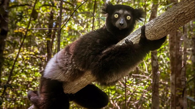 Madagaskar'ın en büyük yaşayan lemuru olan gizli indri soyu tükenmesi durumunda 19 milyon yıllık eşsiz evrimsel tarihi kaybedecek. ​Fotoğraf: Pierre-Yves Babelon / Aarhus Üniversitesi