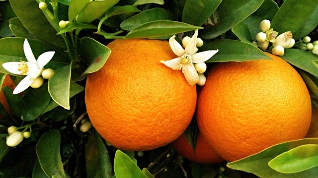 Portakal cilde iyi gelir mi? Her gün muhakkak 1 tane portakal tüketin