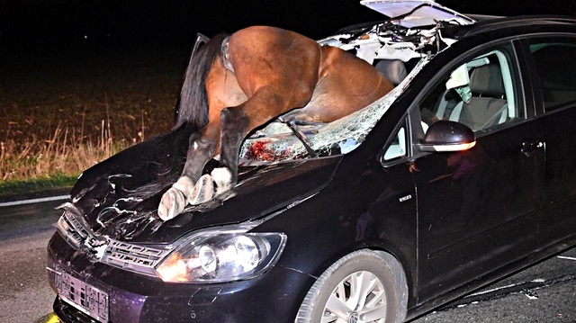 57 yaşındakı sürücü olaydan yaralanmadan kurtulurken at yaşamını yitirdi.