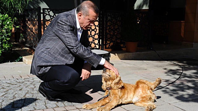 Cumhurbaşkanı Erdoğan’dan hayvan hakları talimatı: Bir an önce çıkartın