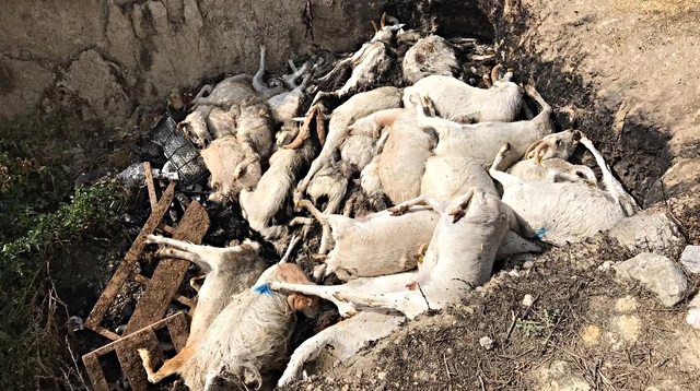 Açtıktan ölen keçiler, çukura gömüldü. 