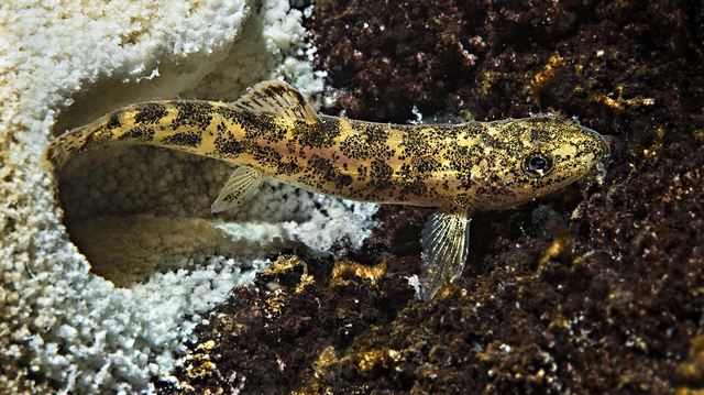 Van Gölü'nde yaşayan ikinci bir balık türü keşfedildi.