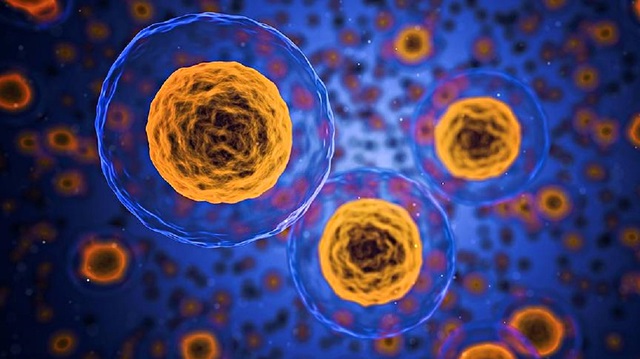 Keşfedilen yeni hücre yapısı ağsı yapışkanlar olarak adlandırılıyor.