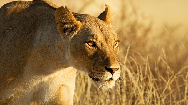 Dişi aslan, 8 yıldır bir arada  yaşadığı çocuklarının babası olan aslanı boğazını sıkarak öldürdü.