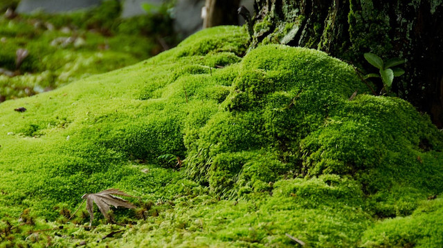 Tespit edilen 200 bin yosun türü bulunuyor.