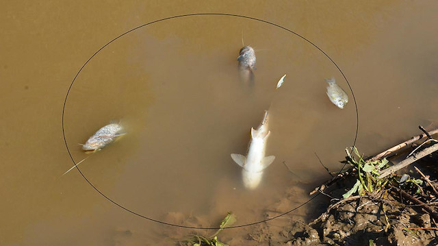 Nehirde toplu balık ölümlerinin neden araştırılıyor. 