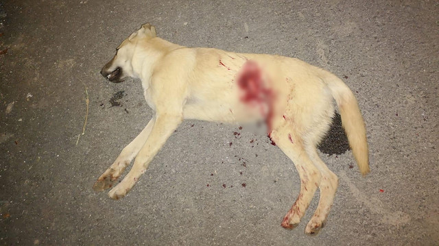 Kümes sahibi tarafından tüfekle vurulan köpek hayatını kaybetti.