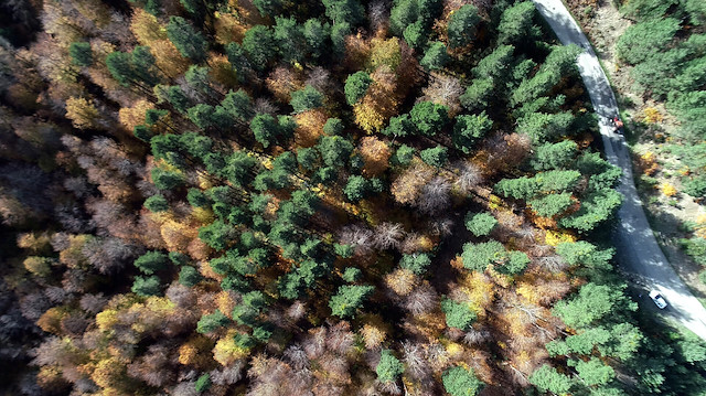 غابات "قندوز" في ولاية صامسون شمالي تركيا