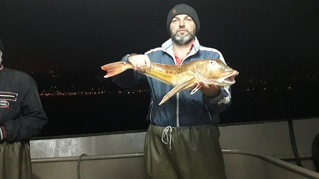 Balıkçı Murat Aynacı, uzun zamandır bu balığın ağlara takılmadığını belirtti. 