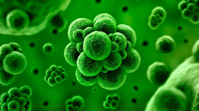 Antibiyotiklerin bilinçsiz kullanılması nedeniyle ortaya çıkan dirençli bakteriler insan hayatını tehlikeye atıyor.