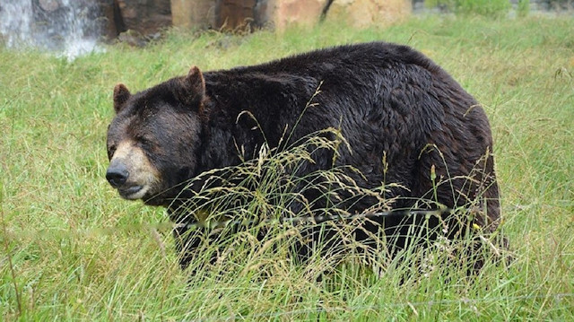 Kamçatka bölgesinde ayılar yiyecek bulmak için köy ve kasabalara iniyor.