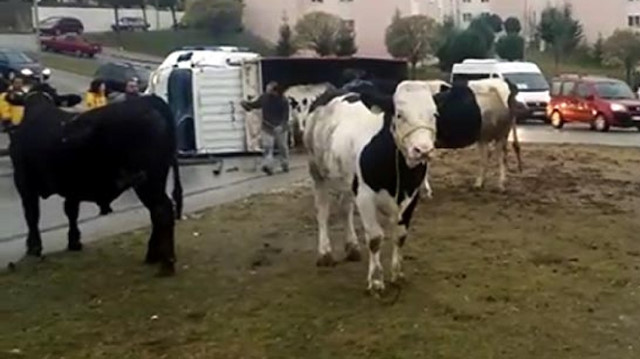 Yola savrulan inekler güçlükle yakalanarak, başka bir kamyonete nakledildi.