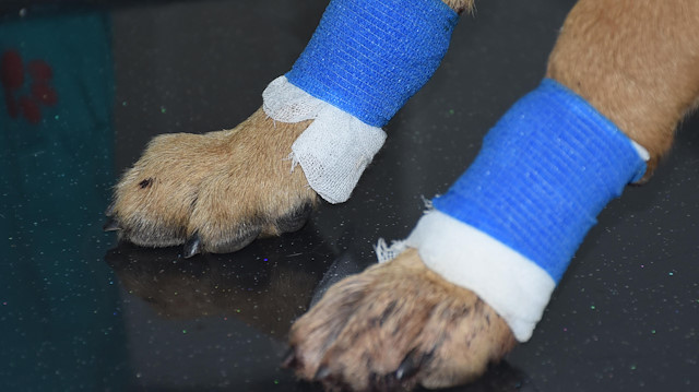 Tedavi altına alınan yaralı köpeğin çekilen röntgeninde, ayaklarında kurşuna rastlanıldı.