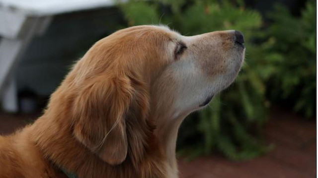Labrador Golden Retriever cinsi iki köpek olan Lexi ve Sally, Gambiya'da toplanan örneklerle sıtmayı tespit edebilmeleri için eğitildi.