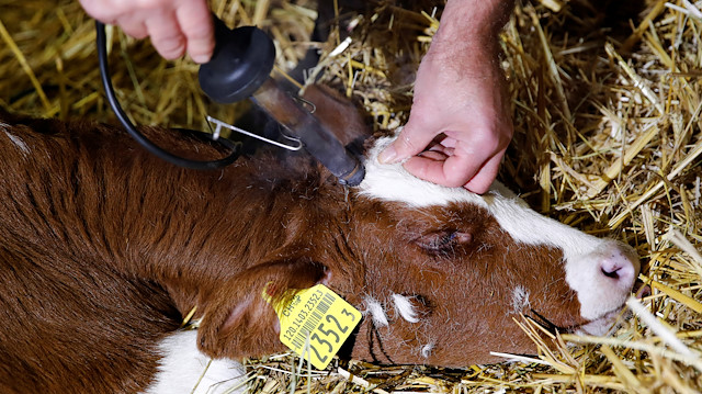Veterinarian Jean-Marie Surer removes the horn of a calf, ahead of a national vote on the horned cow initiative (Hornkuh-Initiative) on November 25, at a farm in Marchissy, Switzerland, November 15, 2018.