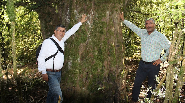 2 bin 700 yıllık porsuk ağacı 
