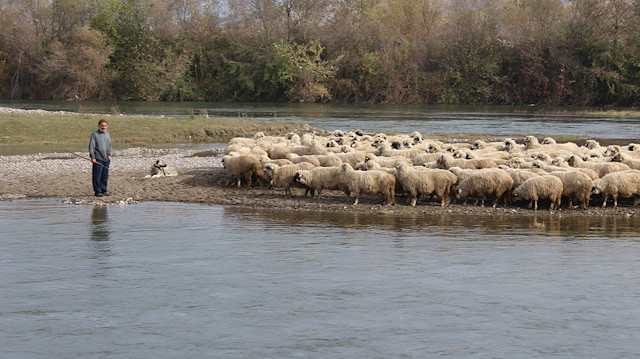 Kelkit Çayı'ndaki adacıkta mahsur kalan çoban ile koyunları itfaiye ekibi kurtardı.