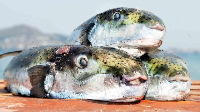 Süveyş Kanalı üzerinden Akdeniz'e gelen Balon Balığı son yıllarda Ege Denizi'ne kadar ulaştı.