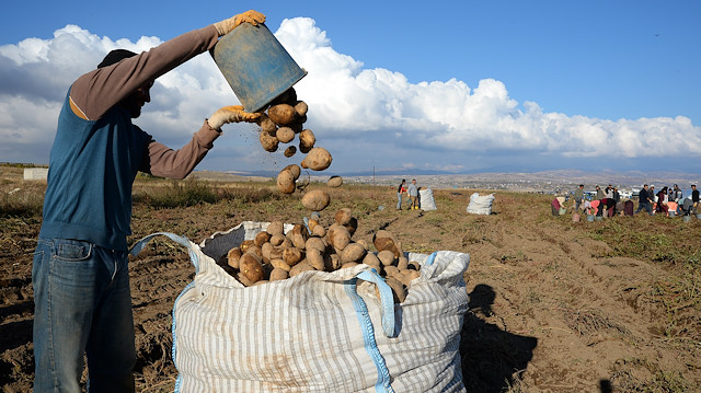 Ahlat patatesinden 160 milyon liralık gelir hedefleniyor.