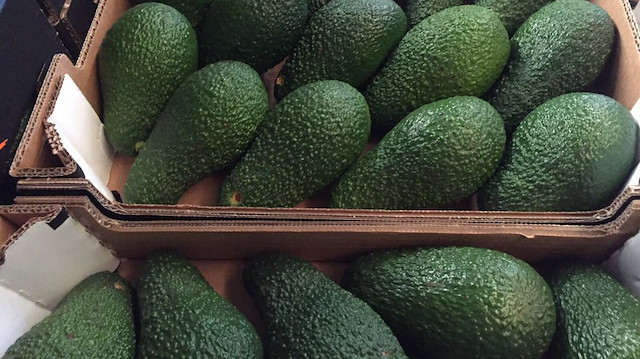 Alanyalı avokado üreticileri yurt dışından gelen talebe yetişemiyor.