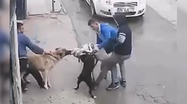 Kangal Cinsi Kopek Pitbullu Havladigina Pisman Etti