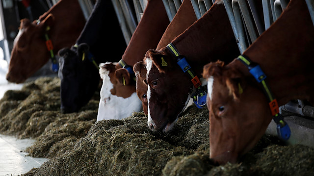 Cows without horns eat hay, ahead of a national vote on the horned cow initiative (Hornkuh-Initiative), at Stefan Gilgen's farm in Oberwangen, Switzerland.