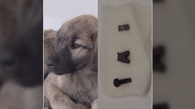 4 aylık yavru köpeğin bağırsağında tespit edilen vida, tel ve metal plaka çıkarıldı.