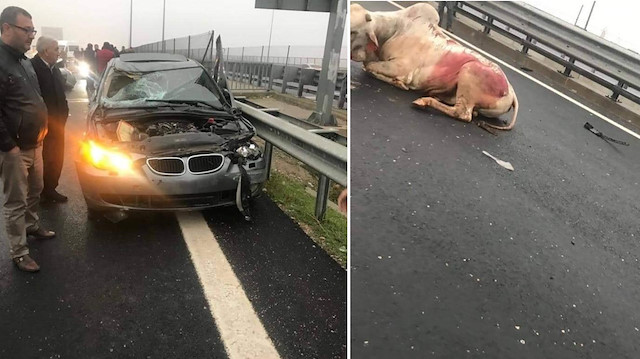 Karayoluna düşüp, iki aracın çarptığı inek ağır yaralandı. 