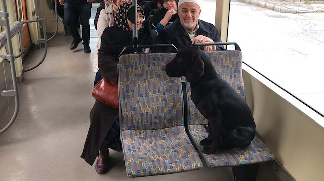 Yolcuların bakışları arasında tramvaya binen sokak köpeği, boş bulduğu koltuğa oturdu.