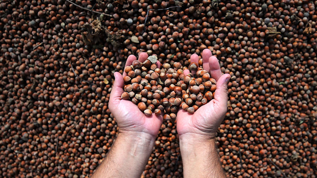 Drying process of hazelnuts in Turkey's Düzce