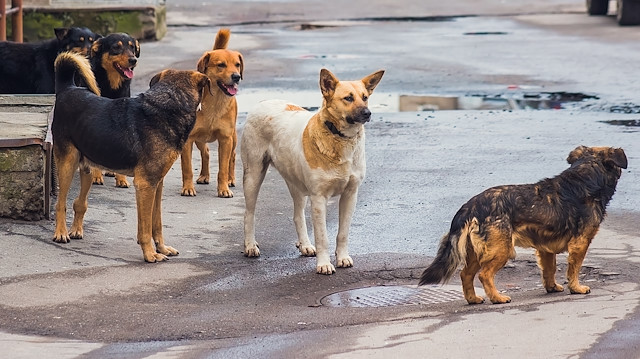 İstanbul başta olmak üzere birçok kentte özellikle bazı bölgelerde ve parklarda sokak köpeklerinden geçilmiyor. 