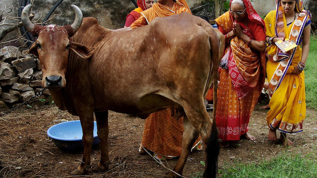 Hindu inancına göre inekler kutsal sayılıyor. 