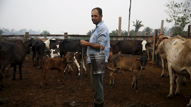 Edivaldo Fernandes Oliveira stands next to his cows before milking them in the village of Rio Pardo next to Bom Futuro National Forest, in the district of Porto Velho, Rondonia State, Brazil.