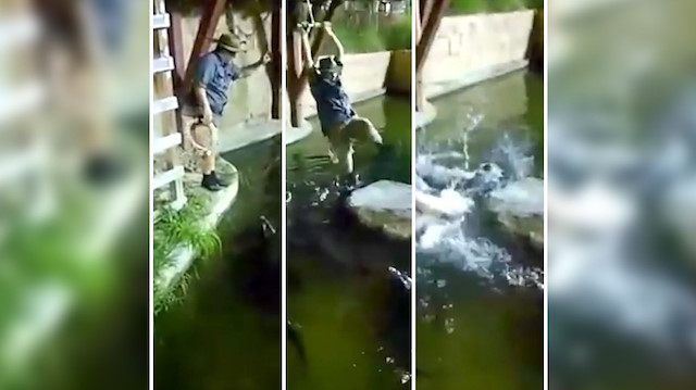 ABD'de bir adam timsah dolu havuza düştü. 