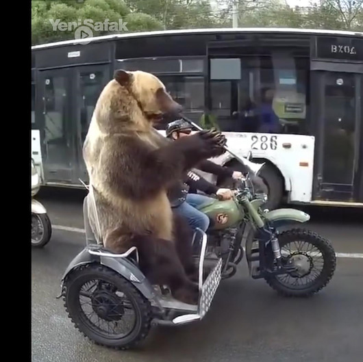 Bored bear rides motorcycle, plays trumpet in Russia | Life