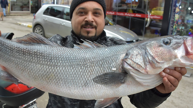 Balıkçılar, toplam ağırlıkları 19 kilogram olan iki levrek avladı.  