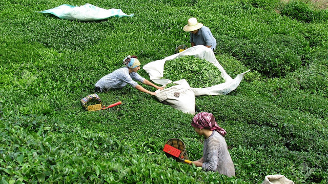 Türkiye'den yılın 11 ayında 3 bin 364 tonluk çay ihraç edildi.