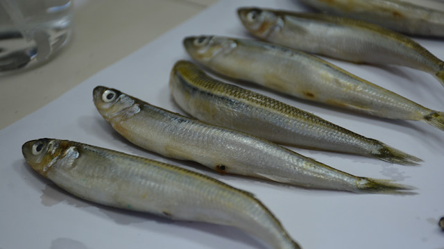 Yapılan bilimsel araştırmalarda Karadeniz'deki 2 balık türünde hastalık yapan parazit tespit edildi.