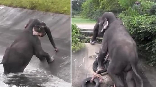 بالفيديو: لحظات درامية لإنقاذ فيل من مأزق صعب

