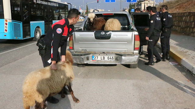 Trafik kontrolü için durdurulan araçtan yola atlayan koyunları polisler güçlükle yakaladı.