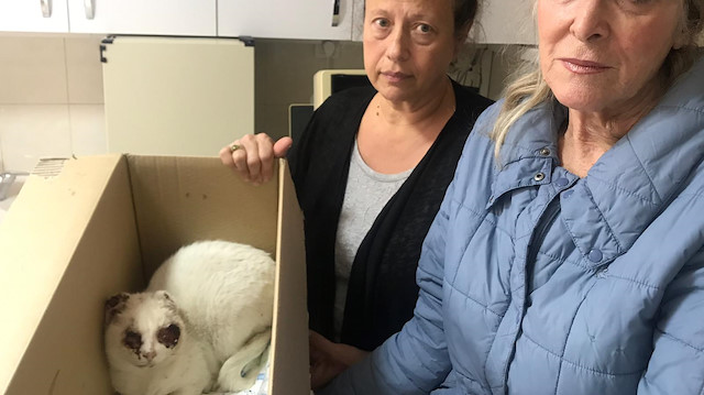 HAYTAP üyeleri işkence edilen kediyi veterinere getirdi.