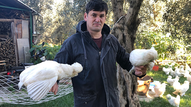 Osmanlı süs tavukları 10 bin liradan satılıyor.
