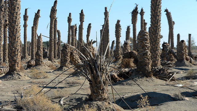 Drought hits Date Palm Gardens in Iran's Kerman

