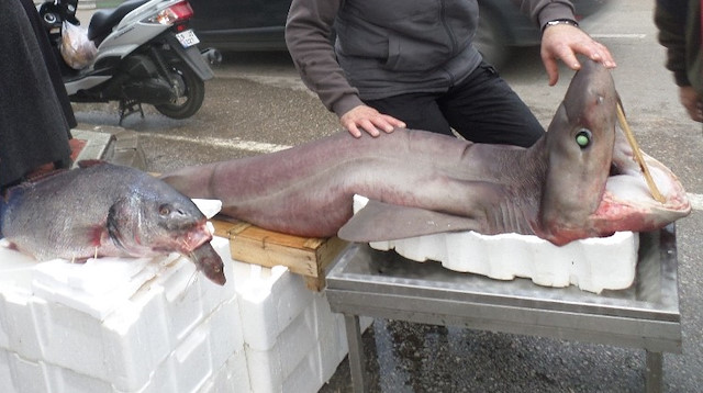 Marmara'da yakalanan 3 metre boyunda ve yaklaşık 300 kilogram ağırlığındaki balık. 