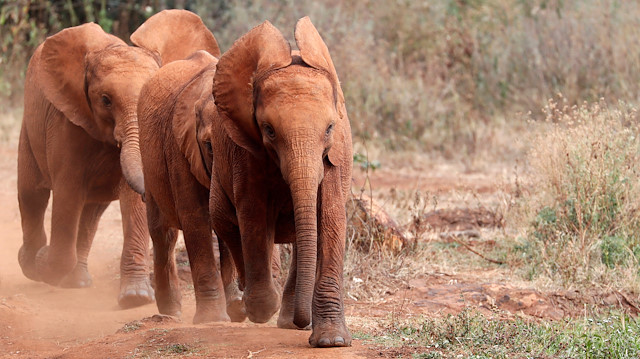 Orphaned baby elephants walk in formation 