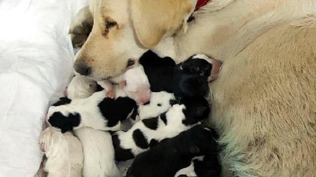 ​Kimyon köpek, sezaryen doğumla 11 yavru dünyaya getirdi.